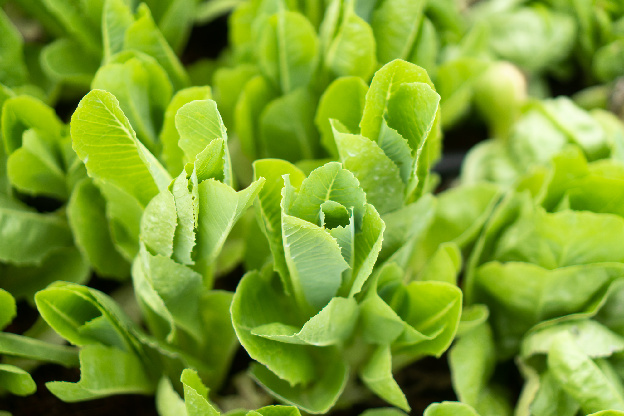 How to Log a Pest or Crop Observation