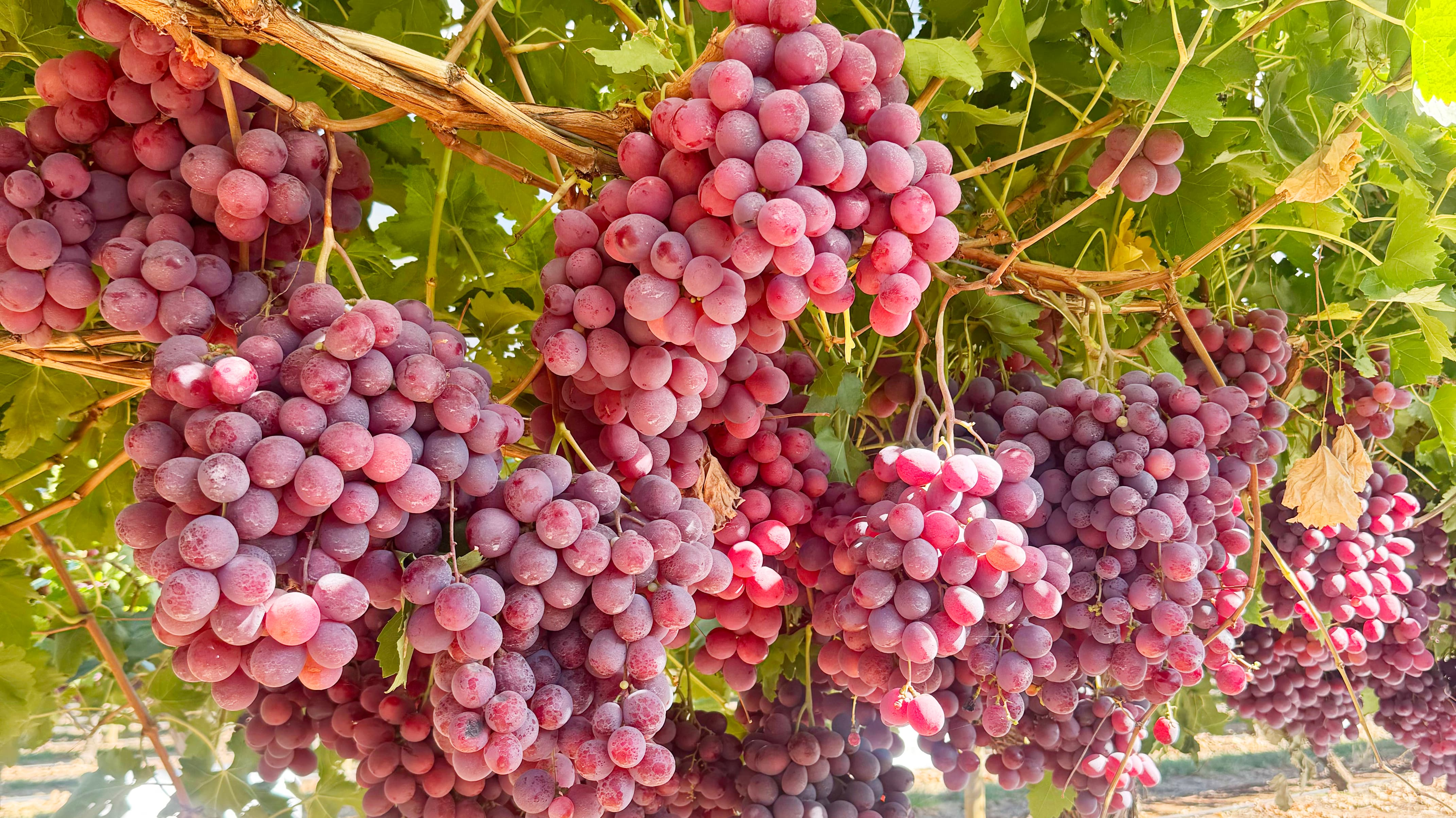 Setup Water Rates & Pre/Post Harvest